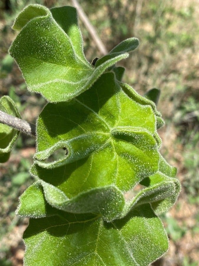 Sterculia 13