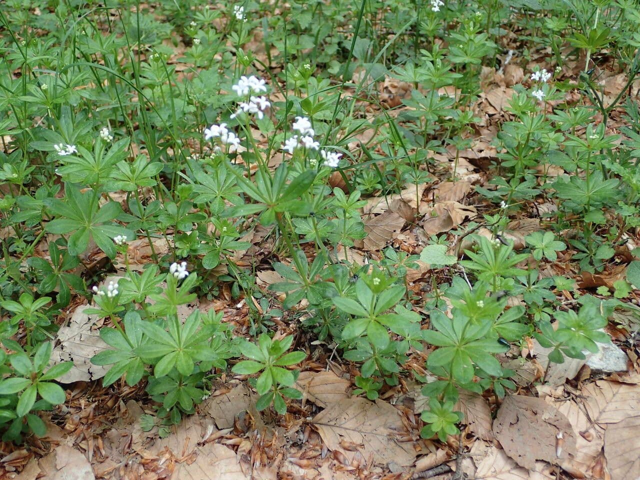 Stellina odorosa 13