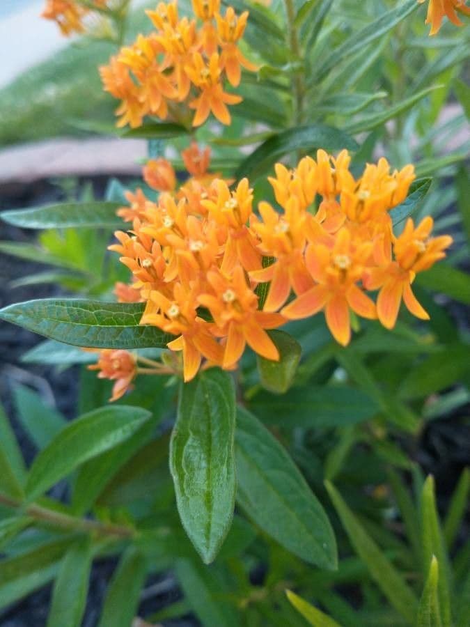 Asclepiade tuberosa 7