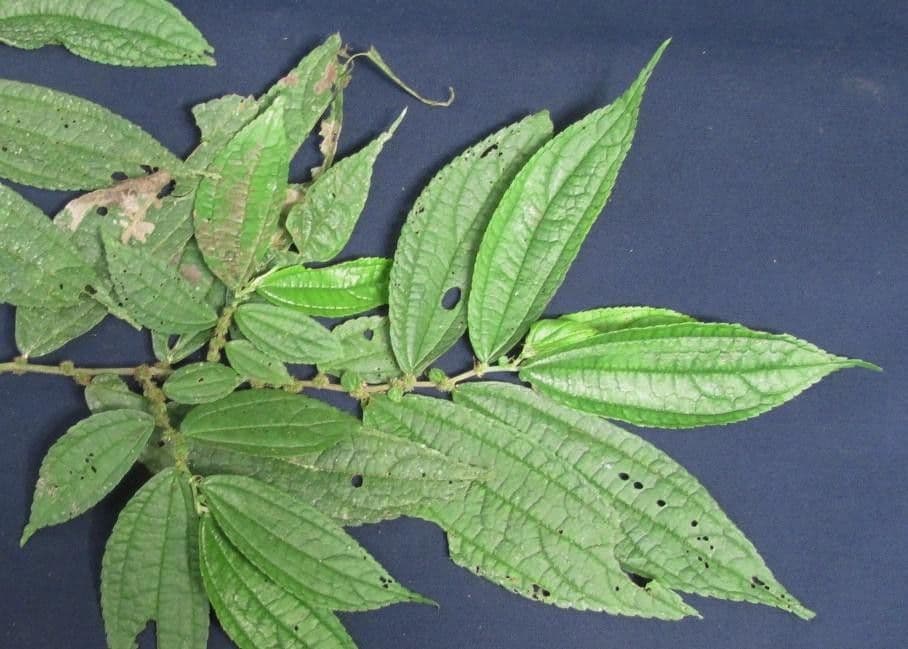 Boehmeria à feuilles d'orme 8