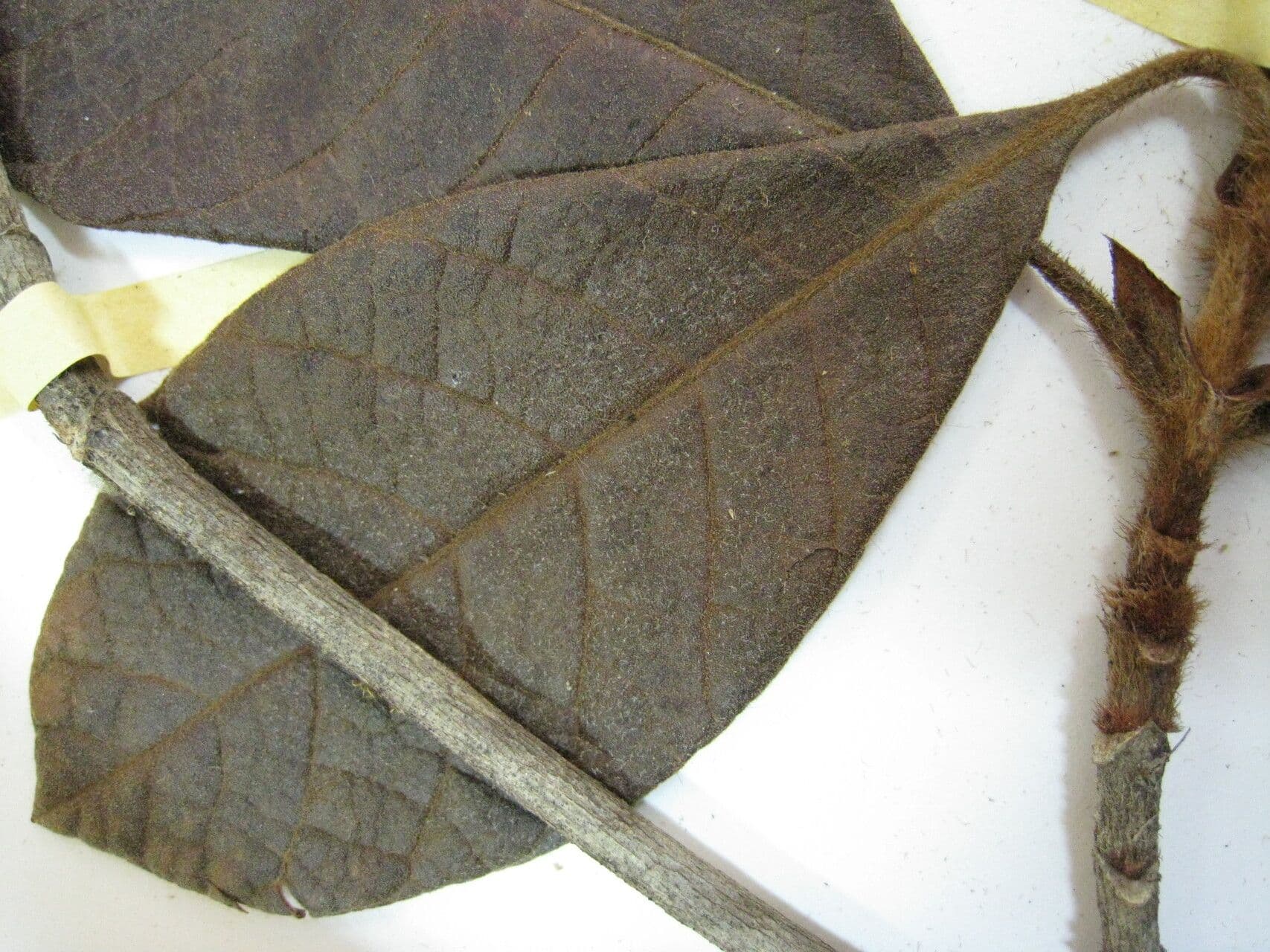 Byrsonima stipulata 3