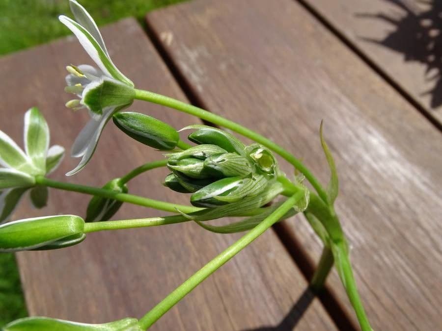 Ornithogale branchu 29