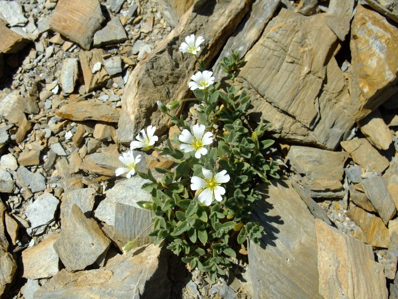 Centocchio 10