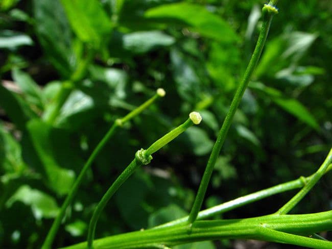 Cardamine raphanifolia 4