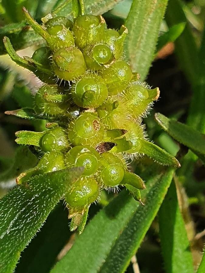 Pentanisia