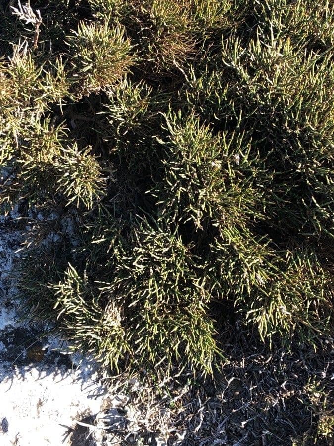 Gorse 11
