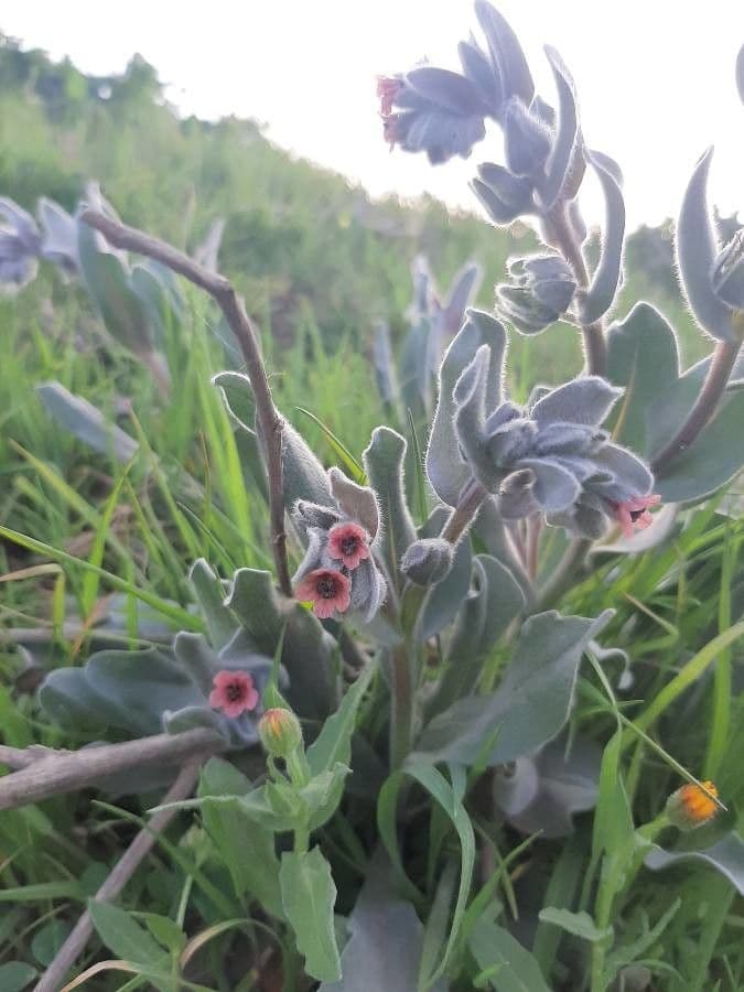 Cynoglossum dioscoridis 19