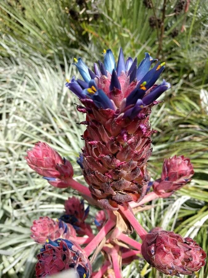 Puya 2