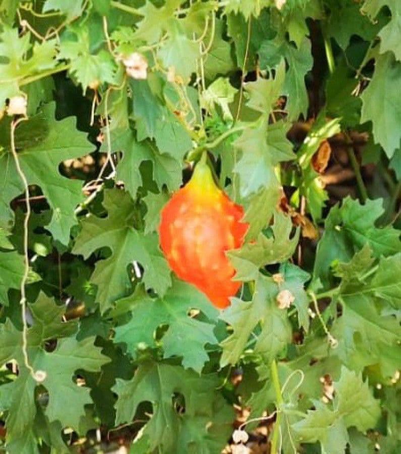 Balsam-Apfel 3
