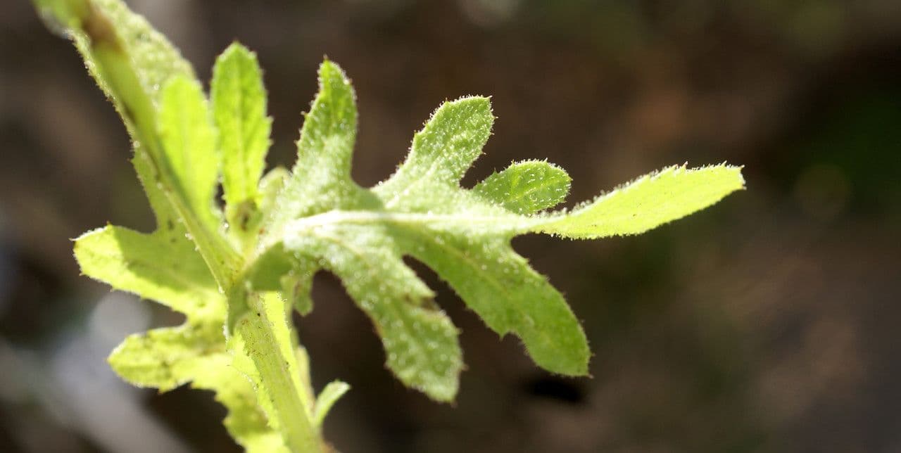 Volutaria tubuliflora 12