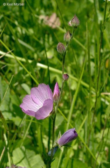 Sidalcea