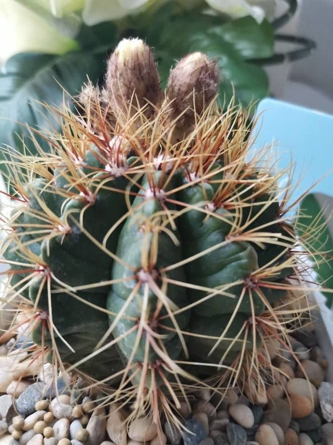 Ferocactus histrix 9
