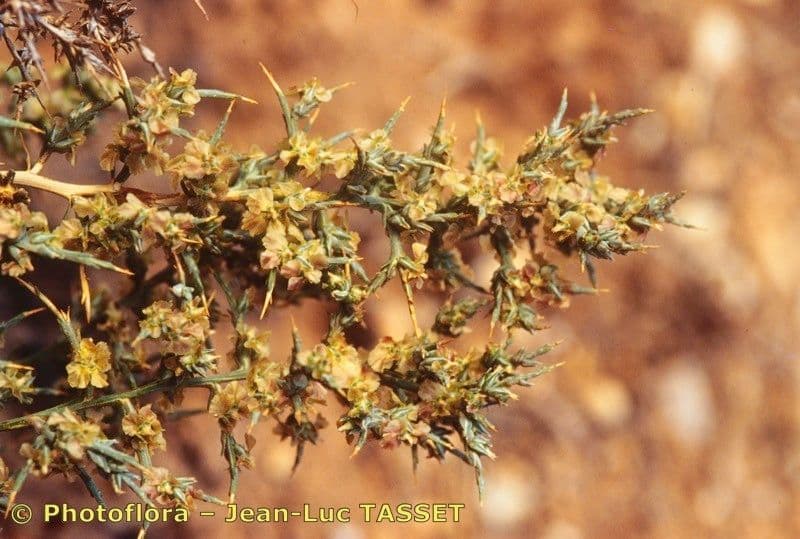 Salicornia spinosa 3