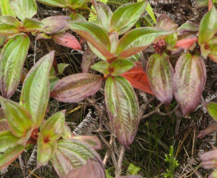 Aciotis purpurascens 9
