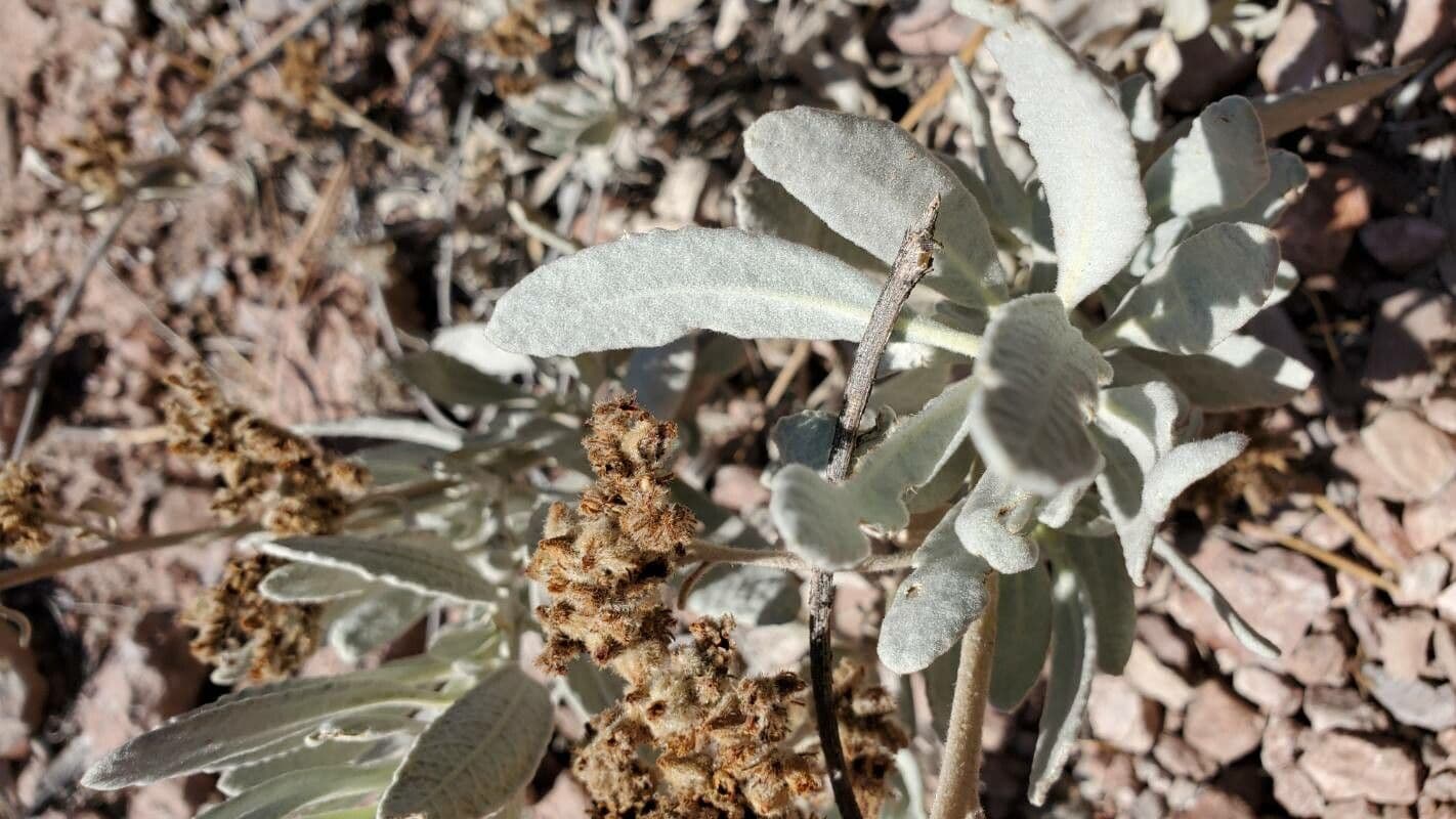 Yerba santa 13