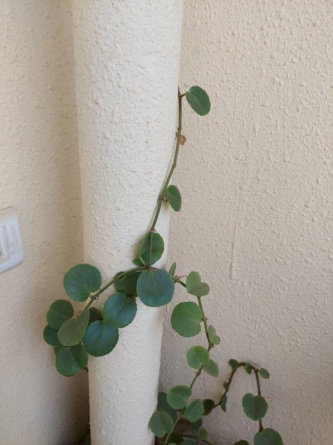 Cissus 5