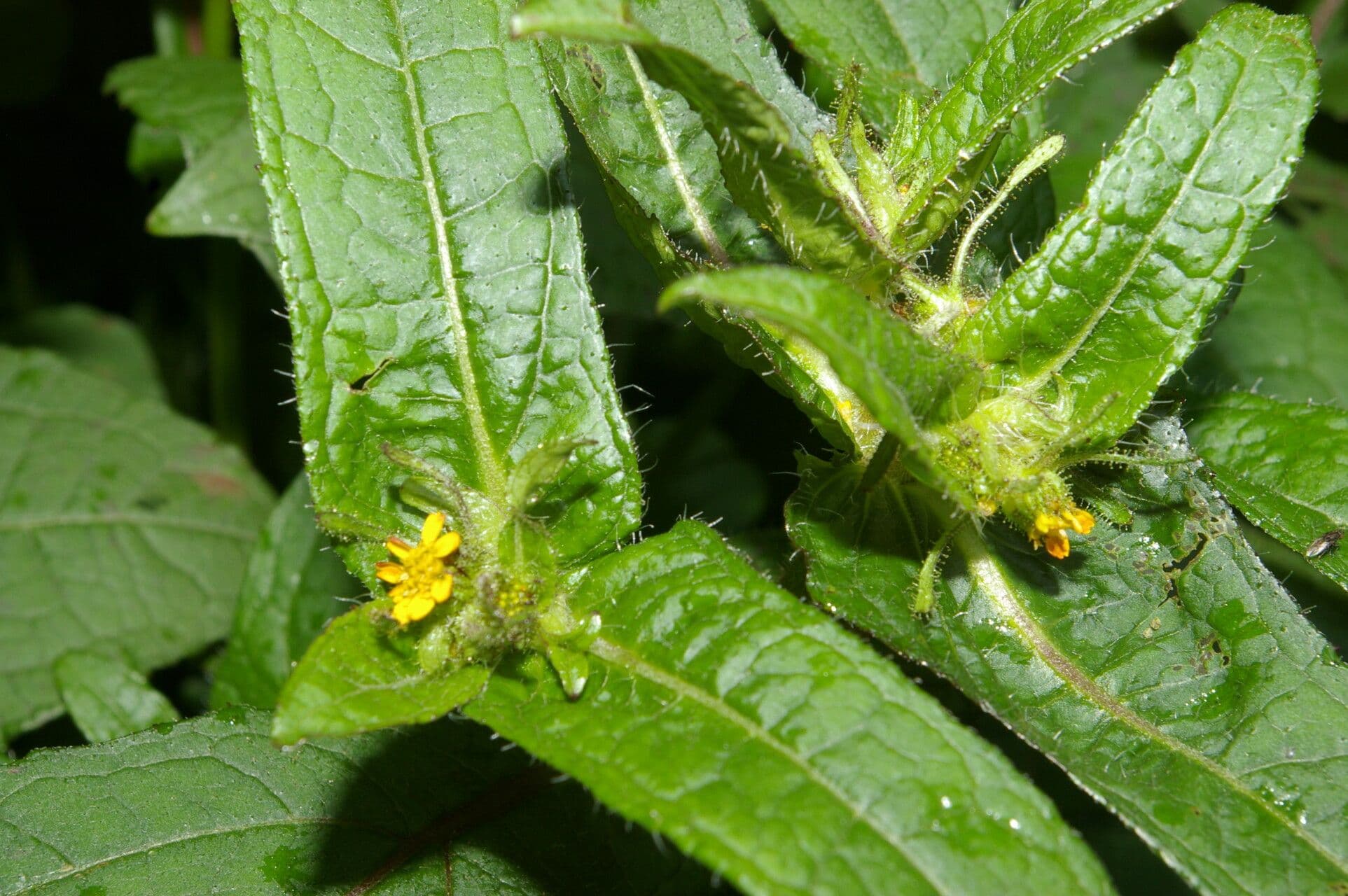Sigesbeckia 2