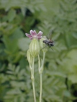 Silene antirrhinum 3