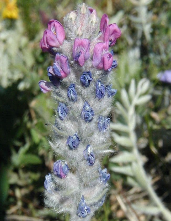 Oxytropis splendens 5