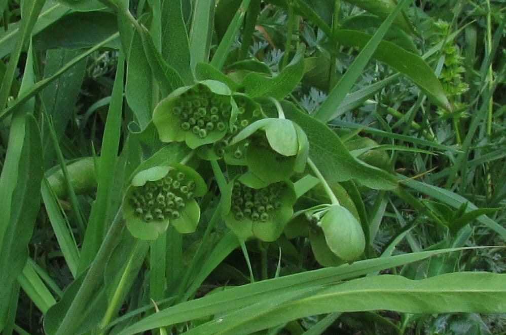 Bupleurum angulosum