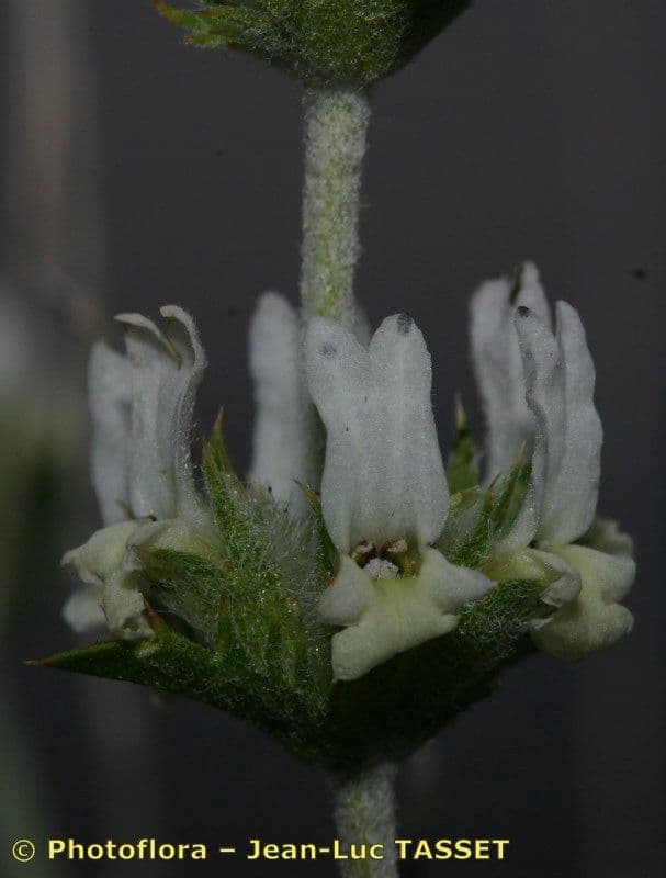 Sideritis leucantha 5