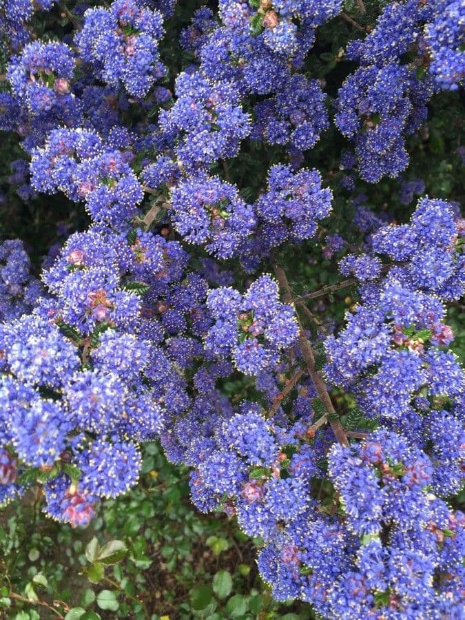 Ceanothus plstnatý 5