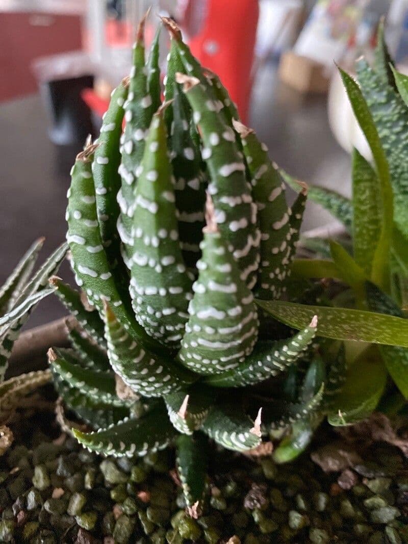 Pianta zebra 7