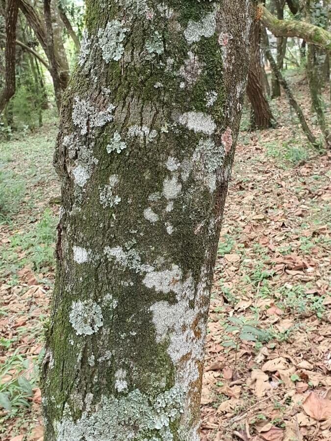 Alchornéa cuorifolia 9