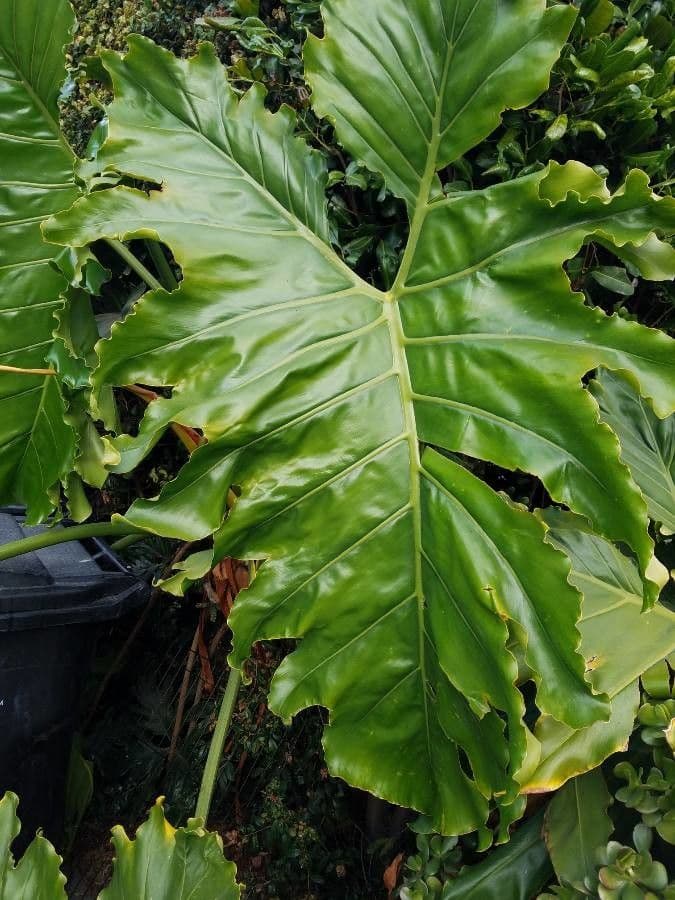 Philodendron géant 11