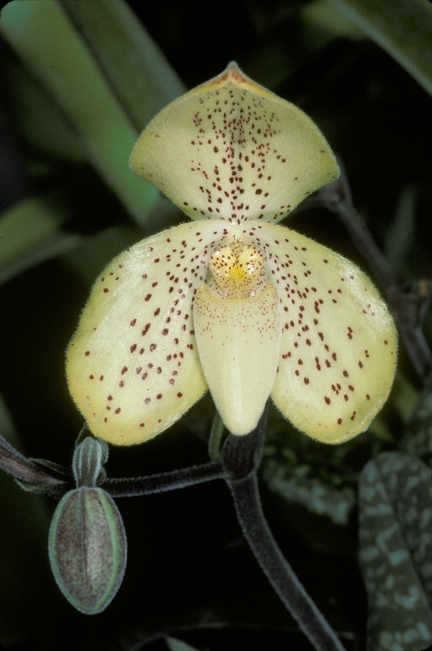 Paphiopedilum monocolore 4