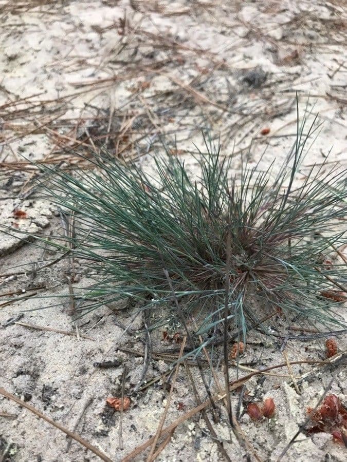 Festuca blu 15