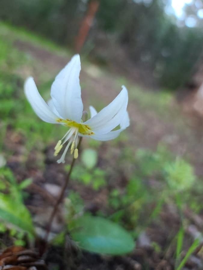 Klamath fawn-lily 5