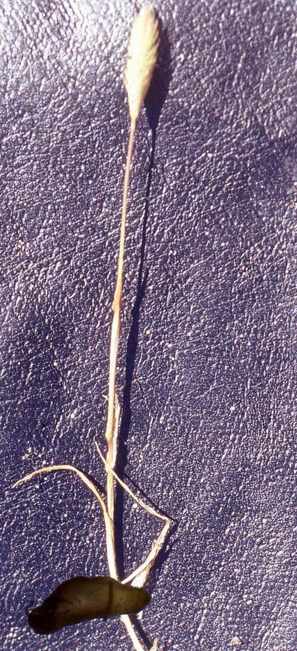 Codolina delle spiagge 13