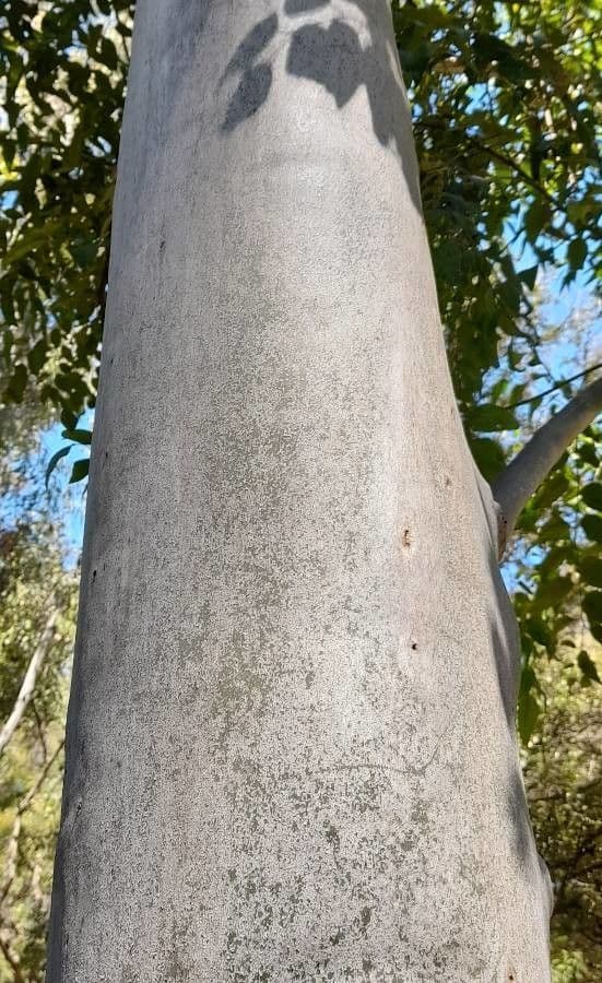 Großer Eukalyptus 10