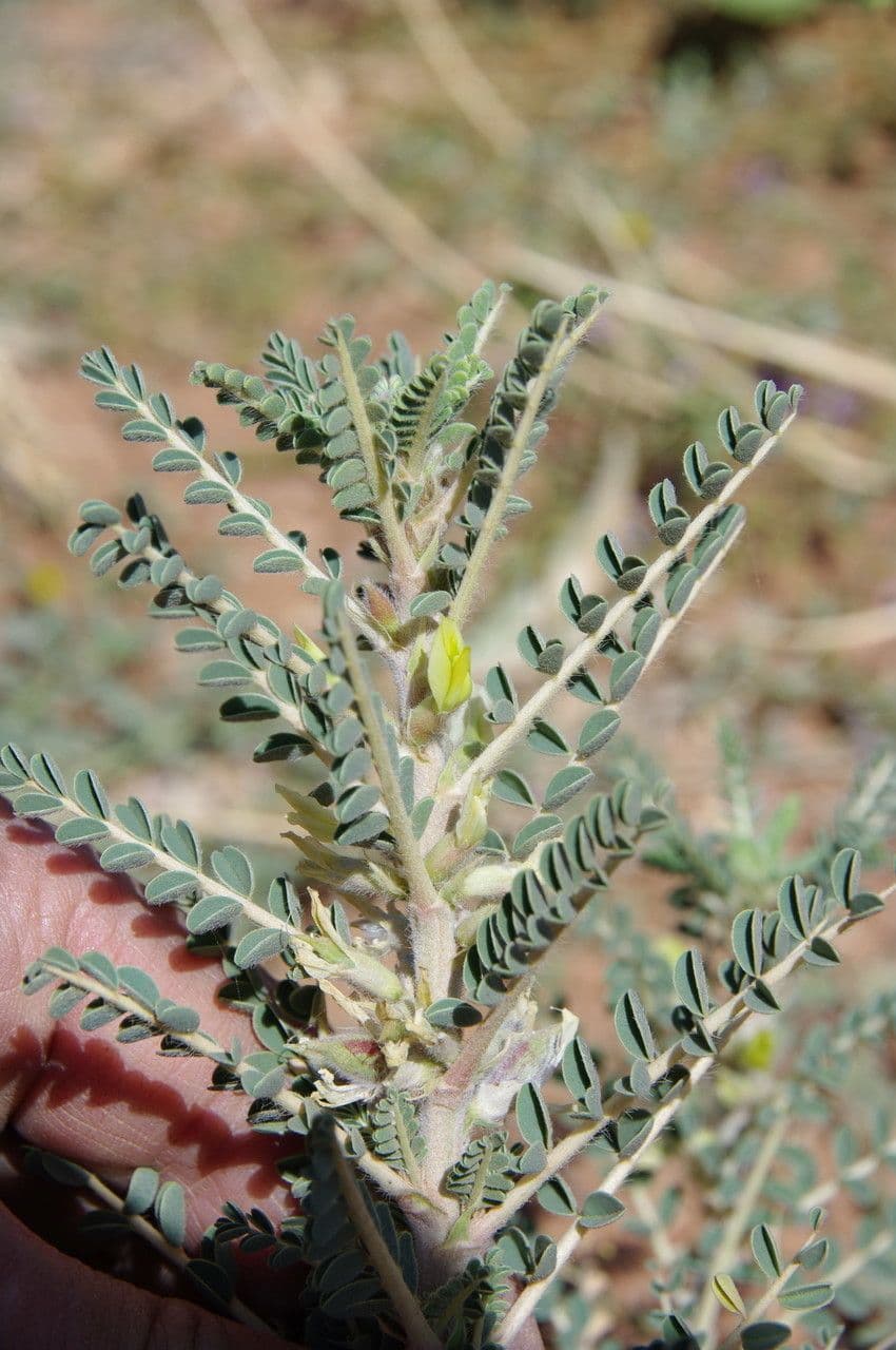 Astragalo 14