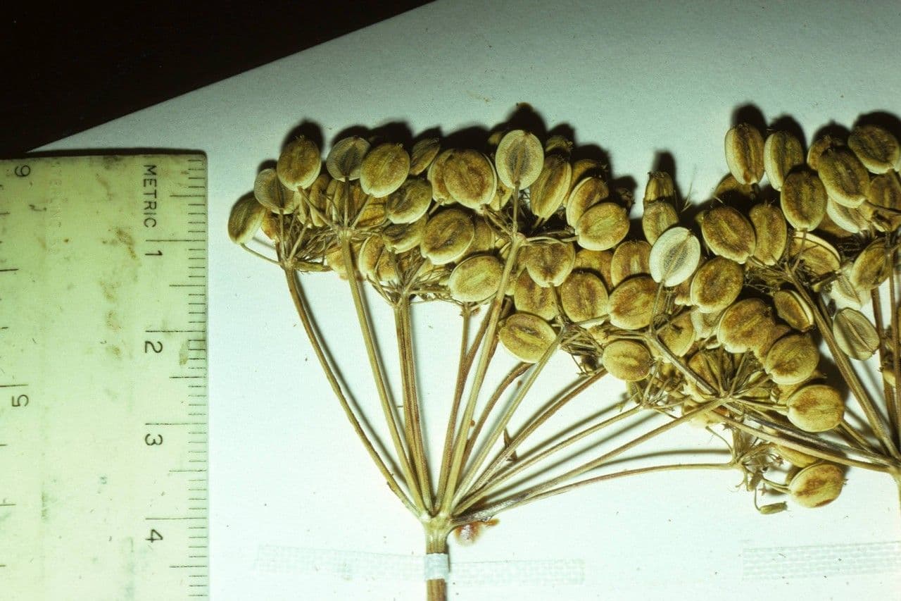 Polytaenia nuttallii