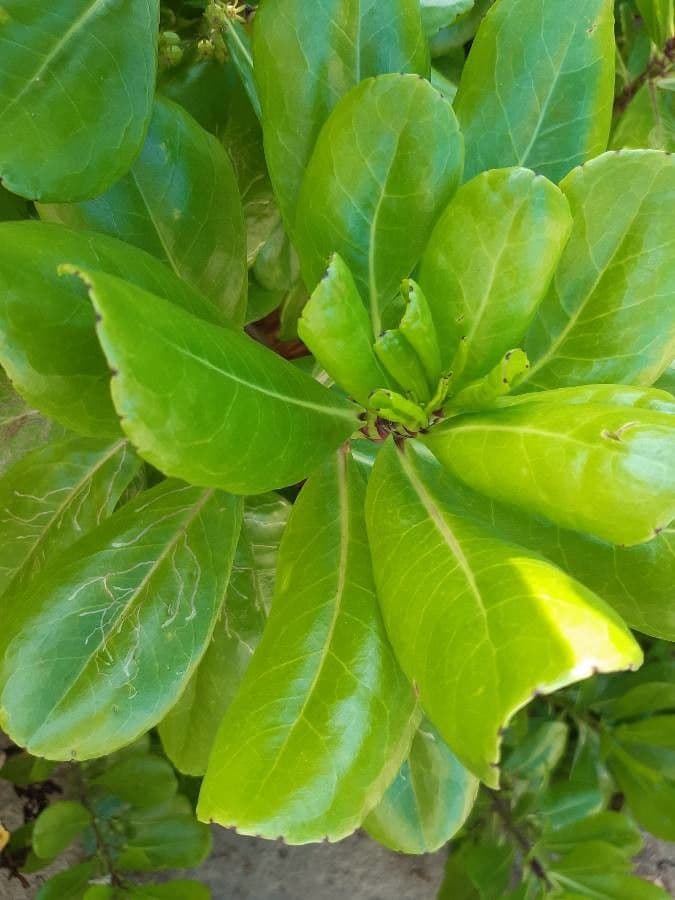 Scaevola taccada 20