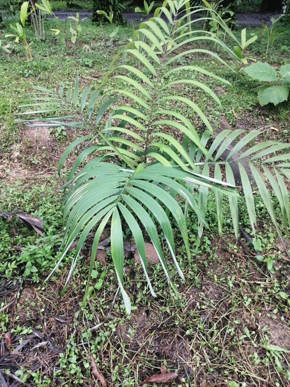 Oenocarpus bacaba 4