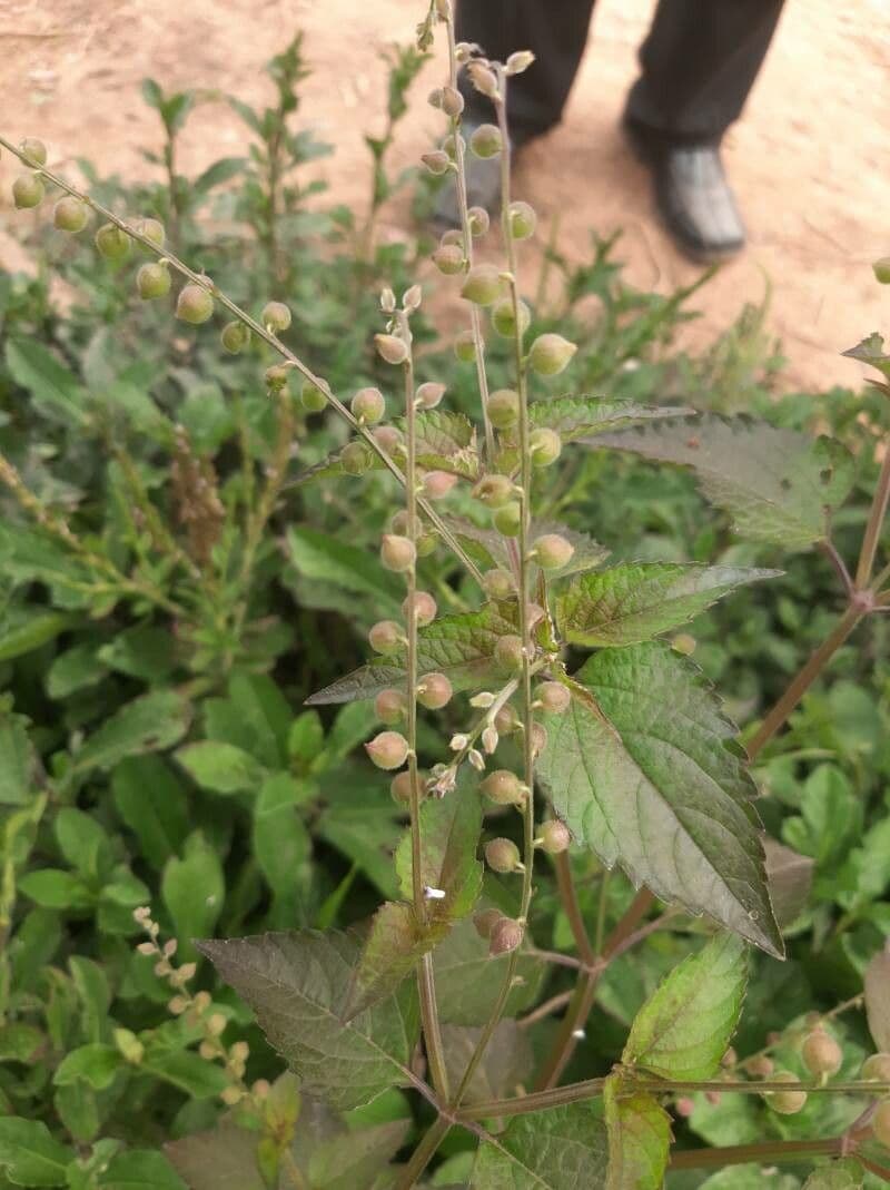 Scutellaria altissima 5