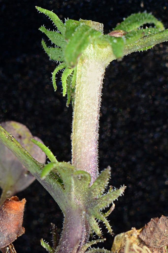 Viola bicolore 17
