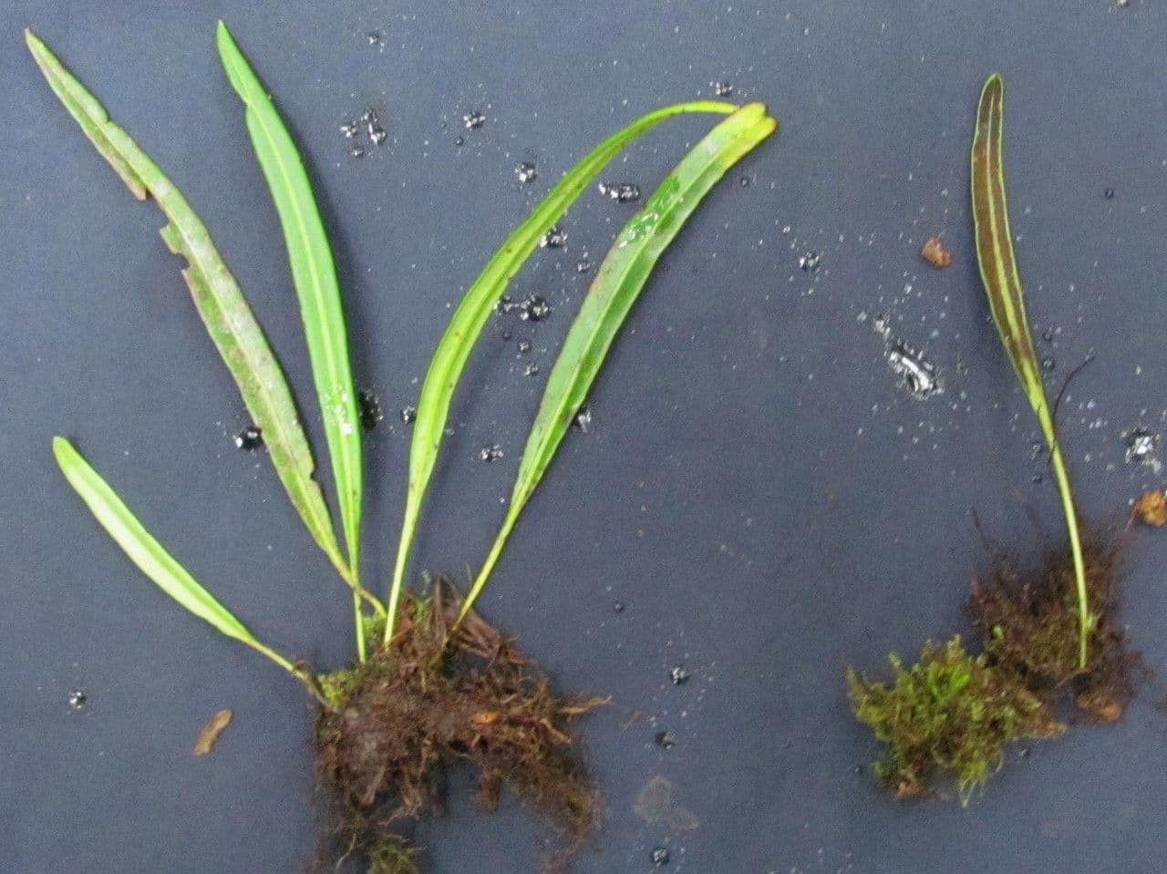 Elaphoglossum 4
