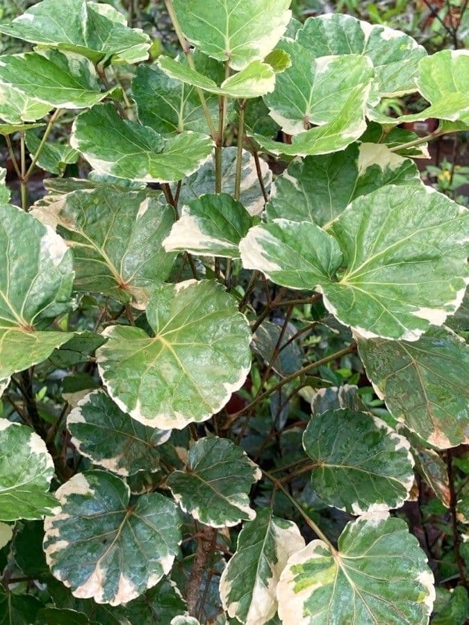 Polyscias balfouriana 2