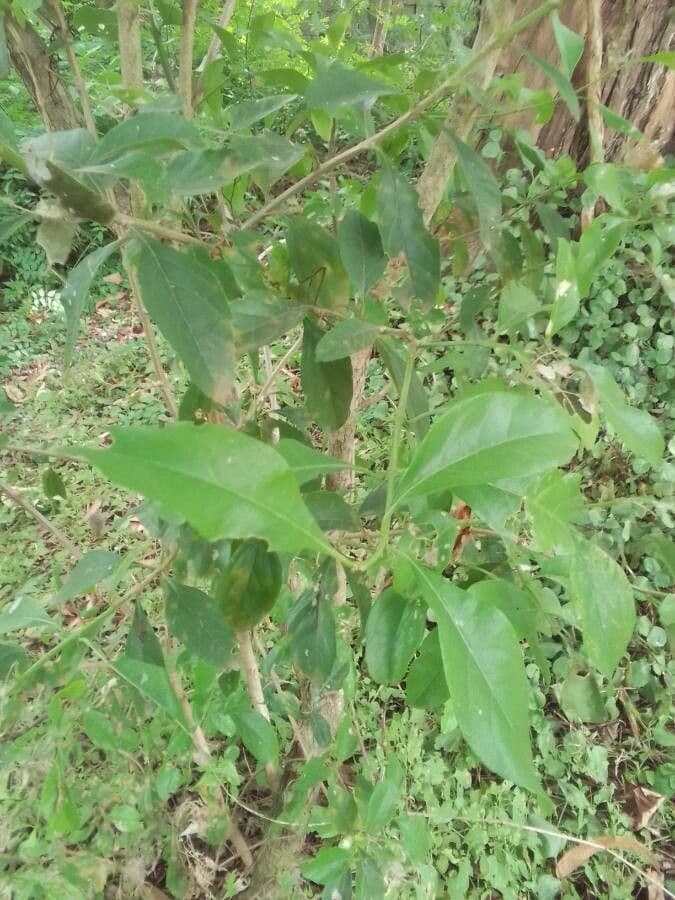 Citharexylum 13