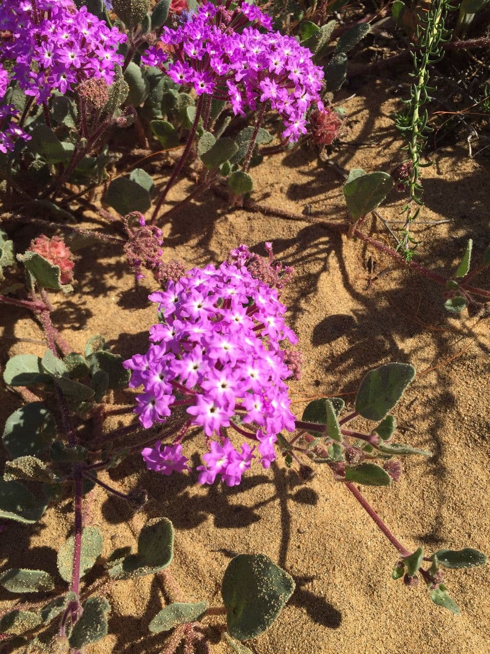 Abronia umbellata 13