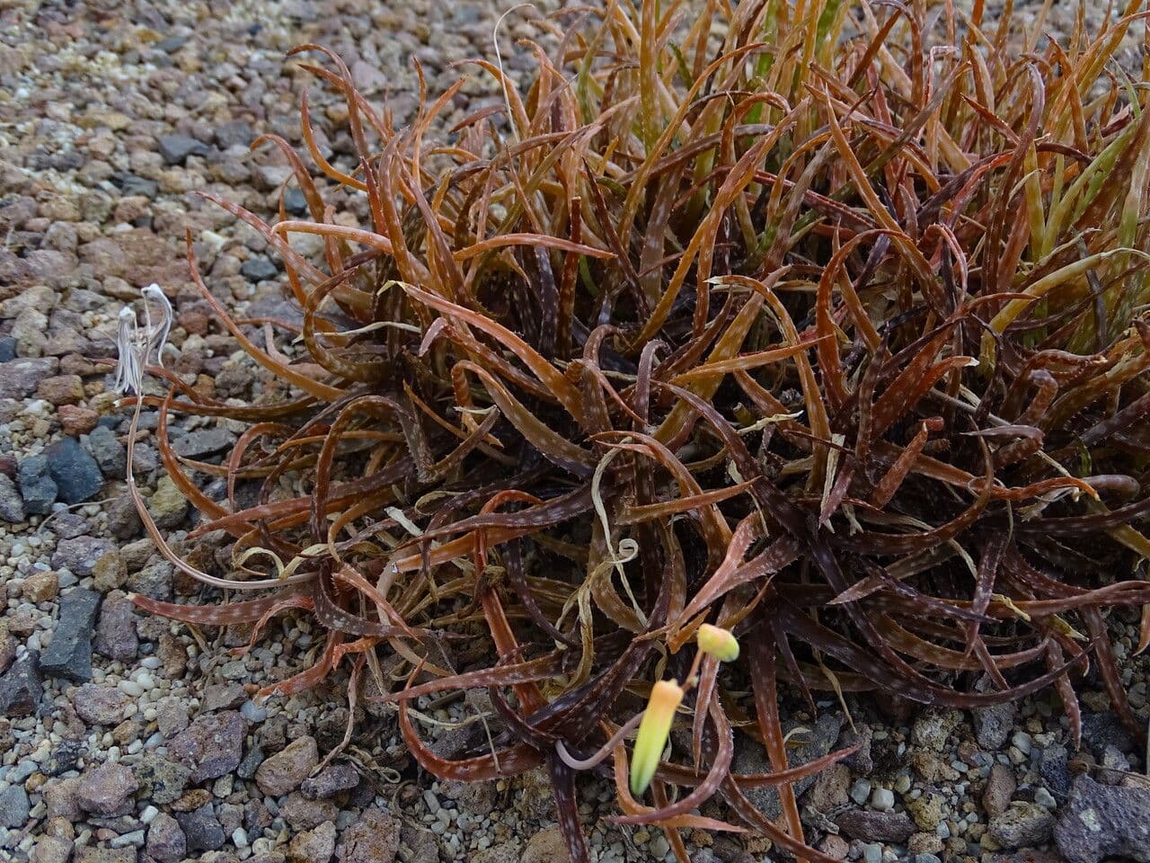 Aloe 4