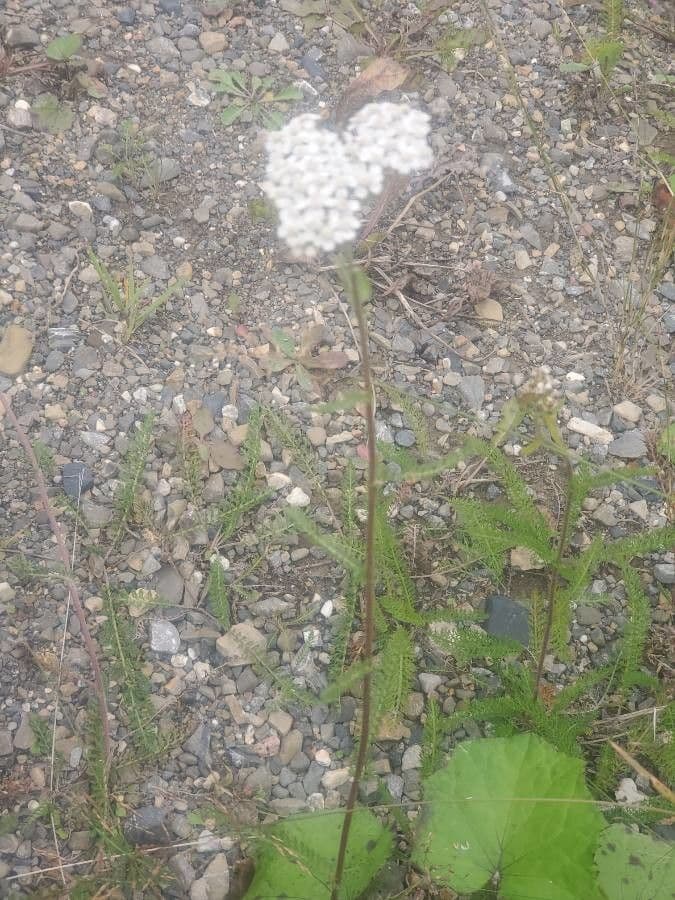 Achillée millefeuille 21