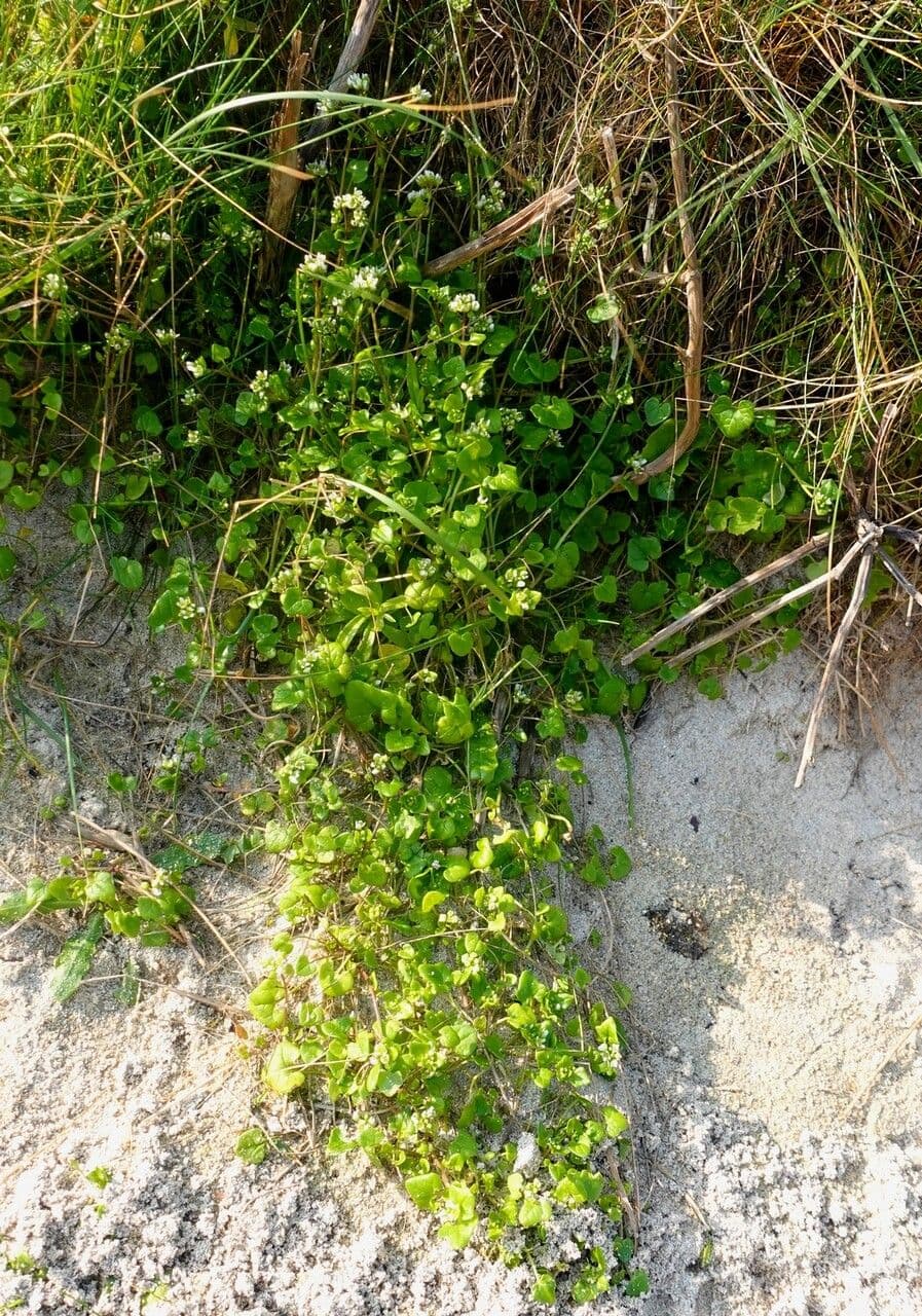 Coclearia danese 13