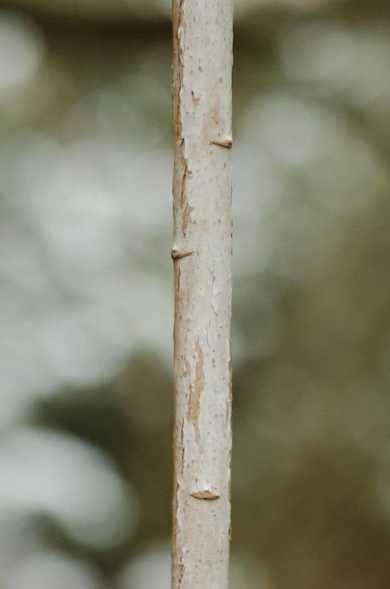 Rhododendron 20
