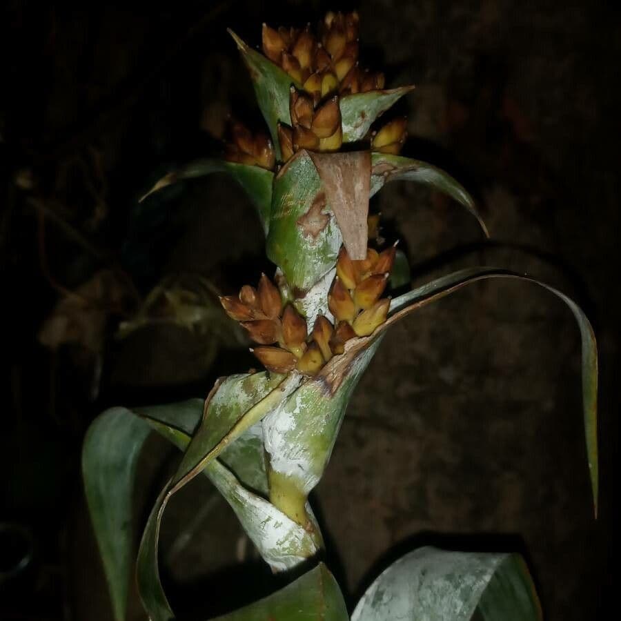 Pitcairnia 8