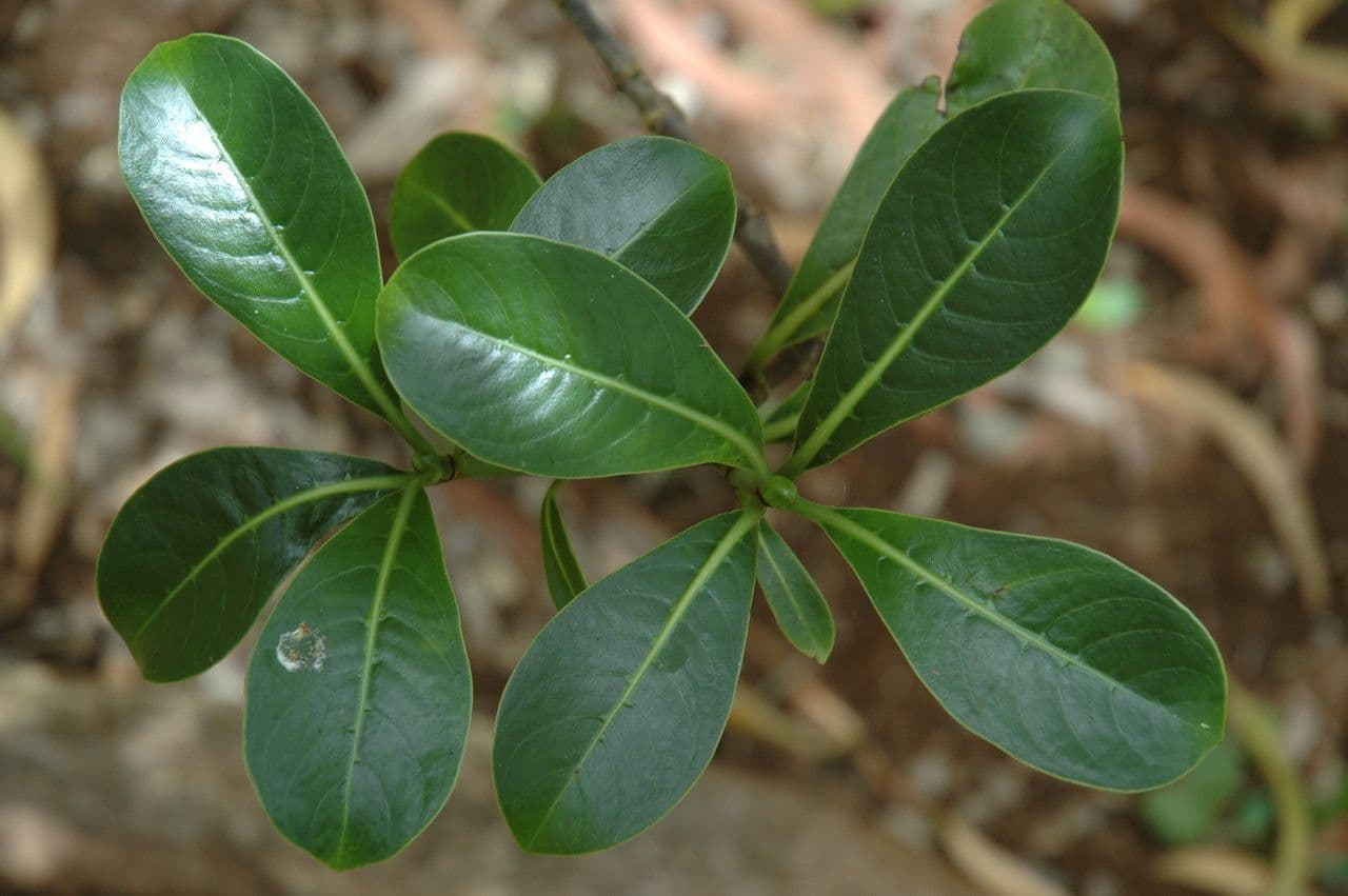Psychotria 4